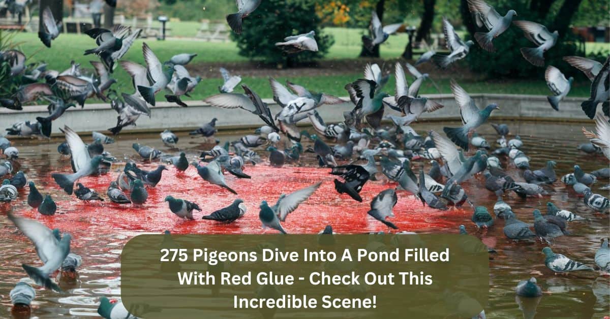 275 Pigeons Dive Into A Pond Filled With Red Glue – Check Out This Incredible Scene!